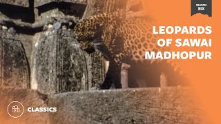 Leopards of Sawai Madhopur | Mutual of Omaha's Wild Kingdom