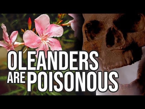 Are there yellow oleanders?