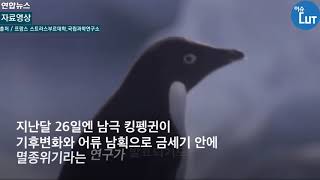 광화문에 나타난 펭귄에게 슬픈 사연이 있다