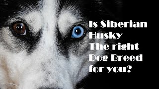 Is Siberian Husky the right Dog Breed for your Family?