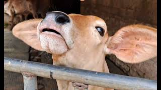 Today's video is about the Goshala of Mayapur..and how the cows are cared for😊😊🐄🐄