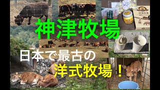 日本で最古の洋式牧場！！　神津牧場（群馬県下仁田町）