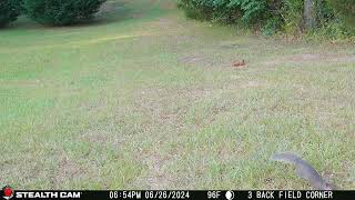 06 26 24  654 01pm A squirrel walks near the mineral block in the back field. #wildlife  #squirrel