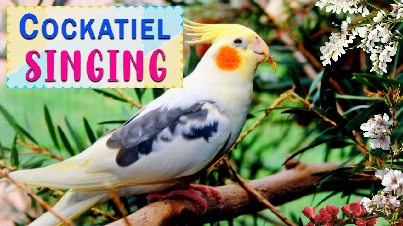 Happy Cockatiel Singing Best Way To Cockatiel Singing Training Youtube