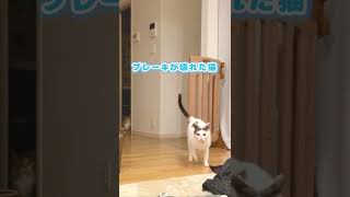 【2秒後に】ブレーキが壊れる猫の事故　#Shorts