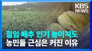 해남 절임 배추 인기…농민들 배추 가격 ‘걱정’ / KBS  2023.11.10.