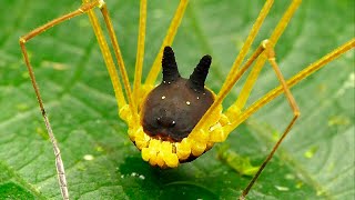10 Most Bizarre Creatures That Actually Exist
