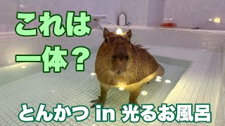 【カピバラ】これは一体？とんかつくんin光るお風呂