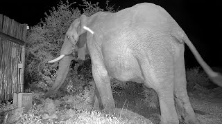 An Elephant Close-Up at Rosie's Rock Cam