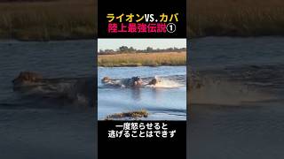 このあとカバに襲われたライオンが…　#海外の反応#海外#動物