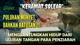 MIRIS... RATUSAN MONYET BERGANTUNG HIDUP DIULURAN TANGAN PARA PENZIARAH !!! KERAMAT SOLEAR