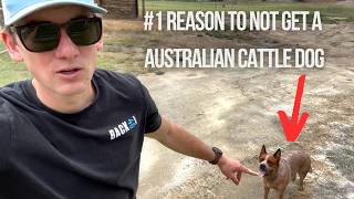 My #1 Reason To Not Get An Australian Cattle Dog: MUST WATCH BEFORE GETTING