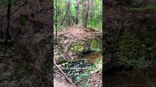 Explore WG Jones State Forest - creek and bridge #nature #forest #adventure