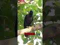 why crow cuts itself by ants shorts shortvideo animals crow insanefacts