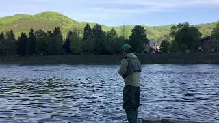 Izvlacenje Drinske pastrmke u Goraždu /Pulling Drina's trout from Gorazde( 2+ KG)