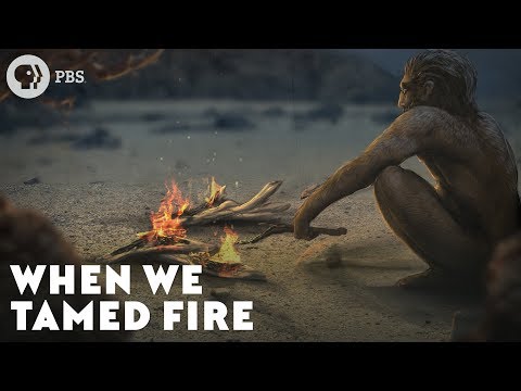 How did the use of fire affect human evolution?