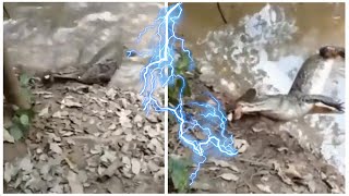 Electric Eel vs. Crocodile