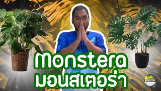 มอนสเตอร่า(Monstera) ราชินีไม้ใบ  - หน้าสวน