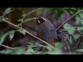 金翼白眉 台灣噪眉 鳴叫 white whiskered laughingthrush calls 苗栗 20200712