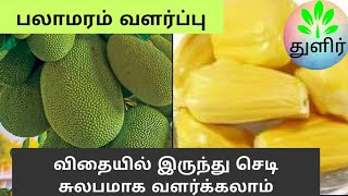 விதையிலிருந்து பலா நாற்று உருவாக்குவது எப்படி? | How to germinate jackfruit seed | பலாப்பழம் |துளிர்