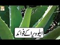 Aloe Vera Ke Fawaid - Hikmat Aur Sehat - 7th October 2019 - ARY Qtv