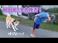 秋田犬のイヤイヤはびくともしない｜PECO