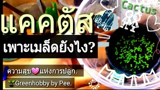 ep5 เพาะเมล็ดแคคตัส🌵ยังไง?   🌱มือใหม่ต้นไม้จิ๋ว by Deede