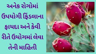 ફિંડલાના ફાયદા | ફિંડલાનો ઉપયોગ કરવાની યોગ્ય રીત | Benefits of Cactus Fruit | findla juice benefits