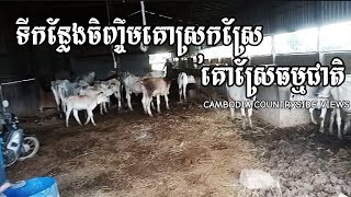 ការចិញ្ចឹមគោស្រុកស្រែ Cows Raising At Countryside