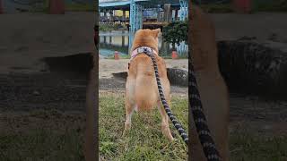 第一次來到河濱公園的米果妹😍 #dog #shiba #cute #柴犬 #shortvideo #shorts #pets #puppy #park #狗狗 #寵物#毛小孩#可愛い#doglife