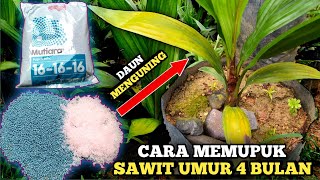 Cara merawat bibit sawit, cara pemupukan bibit sawit umur 4 bulan