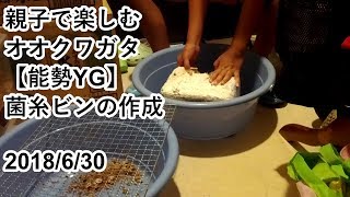 親子で楽しむオオクワガタ【能勢YG】菌糸ビンの作成