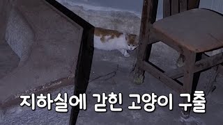 지하실에 갇힌 고양이 구출