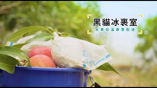 低溫包裹 黑貓最懂