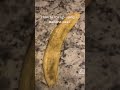 How To Roll Up Using A Banana Peel #Howtoroll #Backwoodbanana