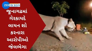 Junagadh | જૂનાગઢમાં ગેર કાયદે લાયન શો કરનારા આરોપીઓ જેલભેગા | Illegal Lion Show | Gujarati News