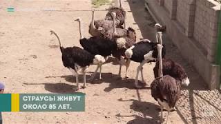 Птицы весом 180 кг: как самаркандский фермер разводит африканских страусов