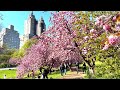 Bridle Path Cherry Blossoms In Central Park NYC