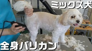 【トリミング】５倍速でわかる！MiX犬のトリミング【１７３時間目】　|　(5Xspeed)Trimming for Mongrel dog