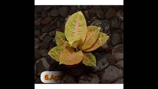 Top 10 aglaonema plants variety | Aglaonema plants |