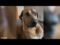 rhodesian ridgeback top 10 facts