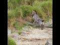 Powerful kick of  Zebra to Lion/ close attacking by lioness