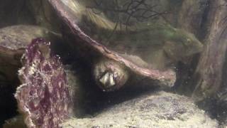 Chesapeake Bay Oyster Reef Barnacle Feeding 2