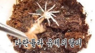 [벌러지오그래픽]타란튤라 유체 탈피 tarantula  molting