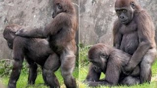Amazing Mating Gorilla  subscribe my channel plzz friends and like