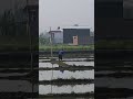 suasana persiapan sawah sebelum penanaman padi sawah yogyakarta yogya indonesia ladang petani