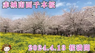 2024.4.13(土) 赤城南面千本桜🌸満開！（群馬県前橋市）