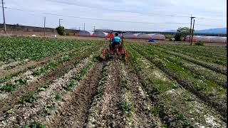 キャベツ　Cabbage　平高畝　平高２条　中耕　cultivator　【キュウホー　ASHORAGRI】