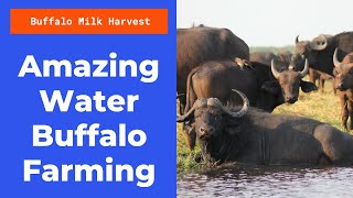 Amazing Water Buffalo Farming: The Cash Crops of the Future