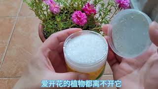 太阳花开花少，不开花，这种“水”喷一喷，花开一朵接一朵。